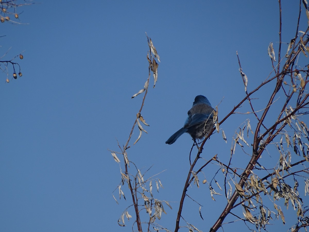 Woodhouse's Scrub-Jay - ML507894441