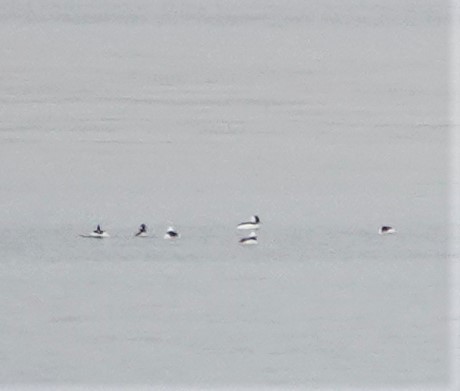 Bufflehead - ML507895031