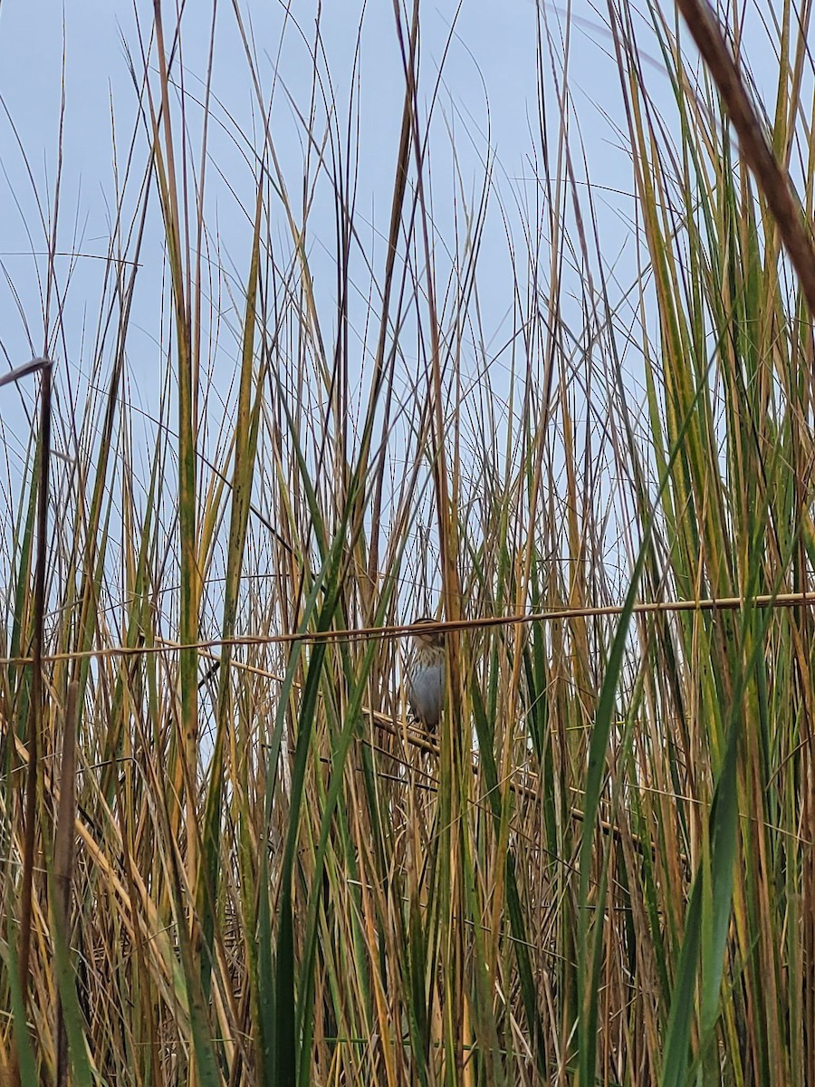 Saltmarsh Sparrow - ML507896401