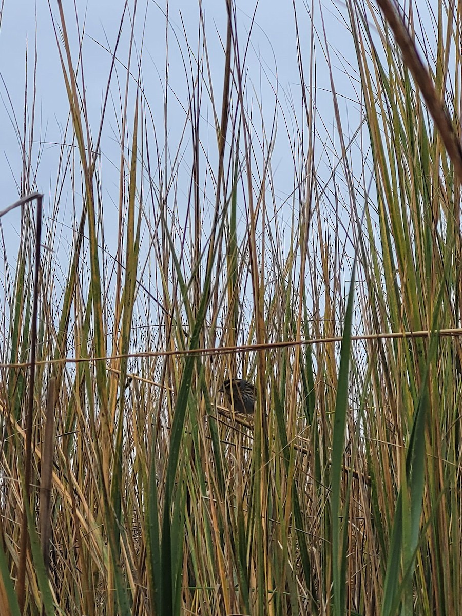 Saltmarsh Sparrow - Travis Carroll