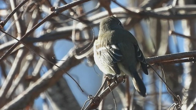 Hammond's Flycatcher - ML507896581