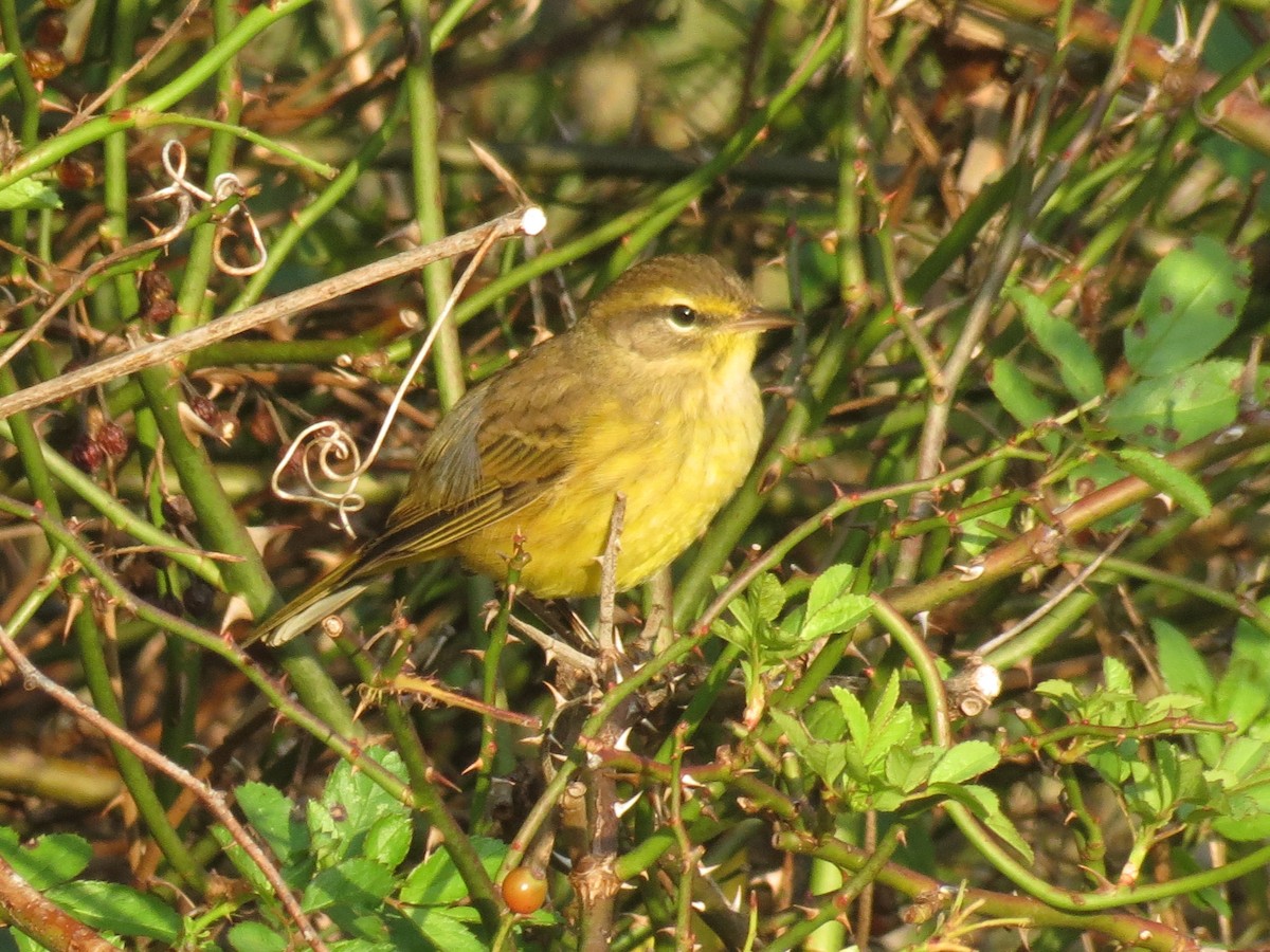 Palm Warbler - ML507896901