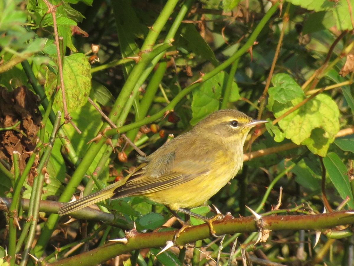 Palm Warbler - ML507896921