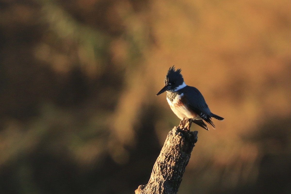 Belted Kingfisher - Michele Swartout