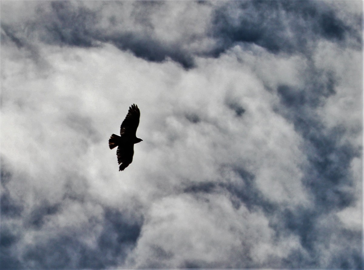Red-tailed Hawk - ML50789891