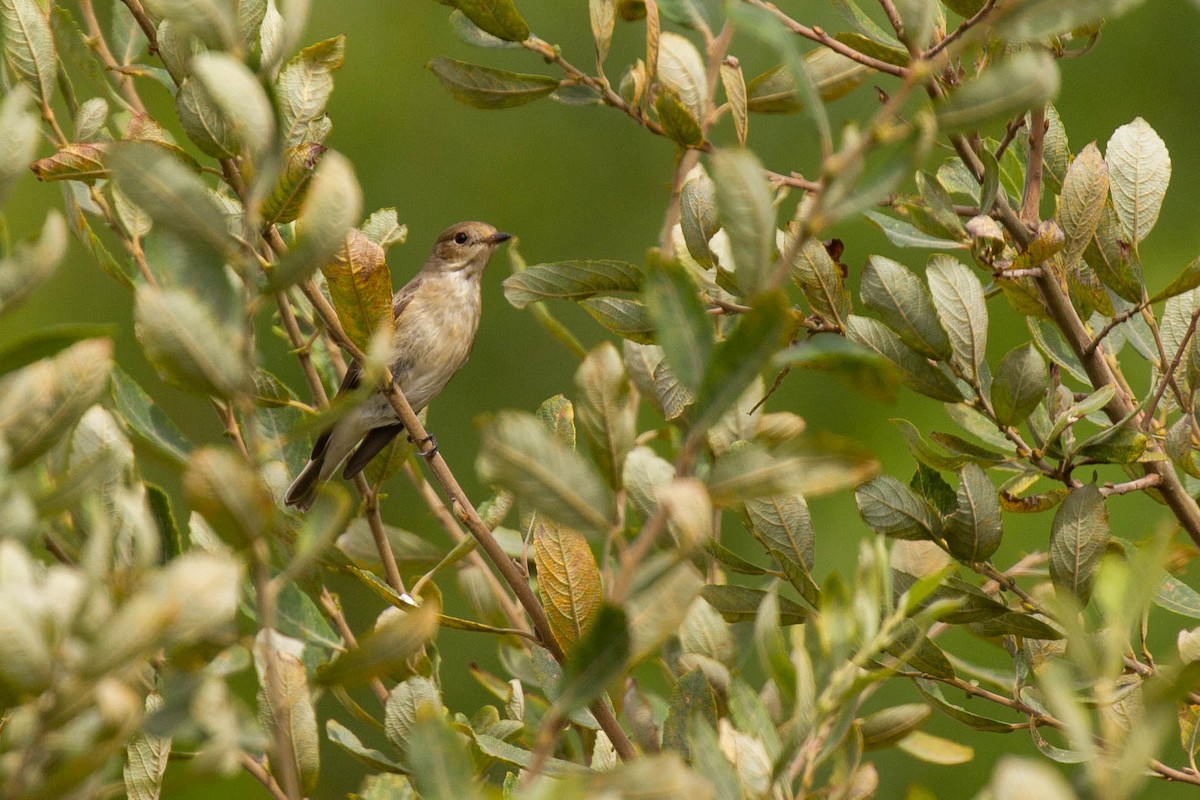 European Pied Flycatcher - ML507899001