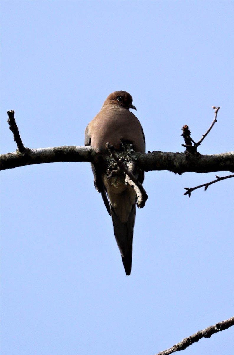 Mourning Dove - ML50789981