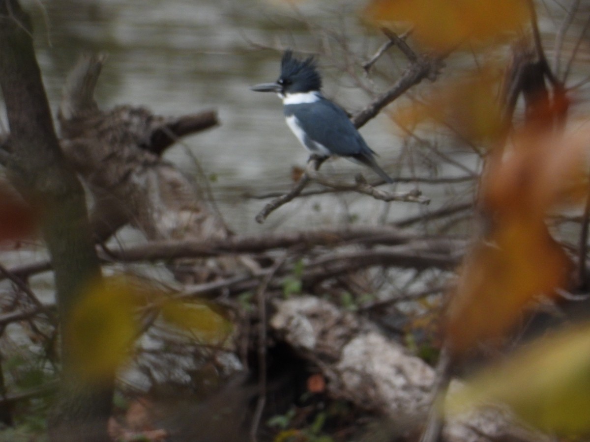 Belted Kingfisher - ML507899841