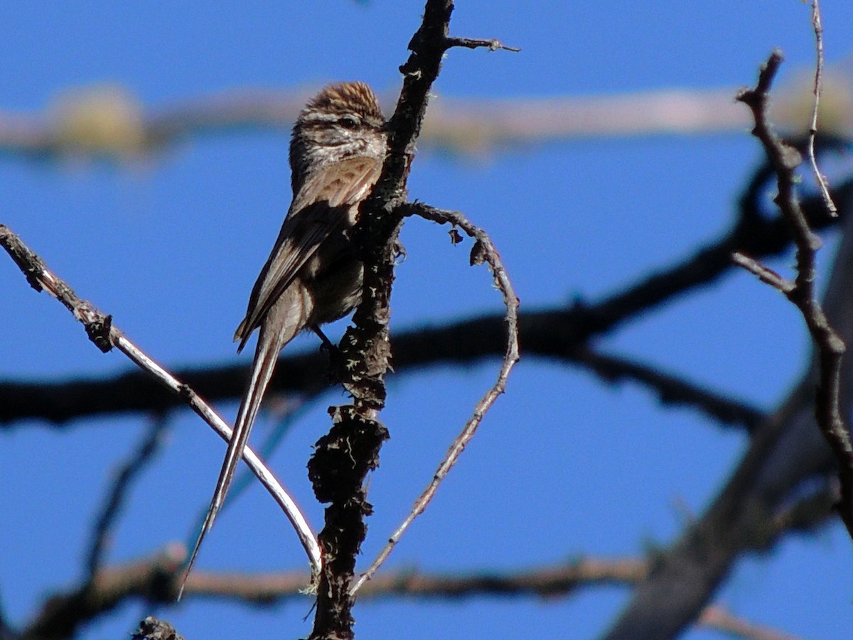 Plain-mantled Tit-Spinetail (pallida) - Simón Pla García