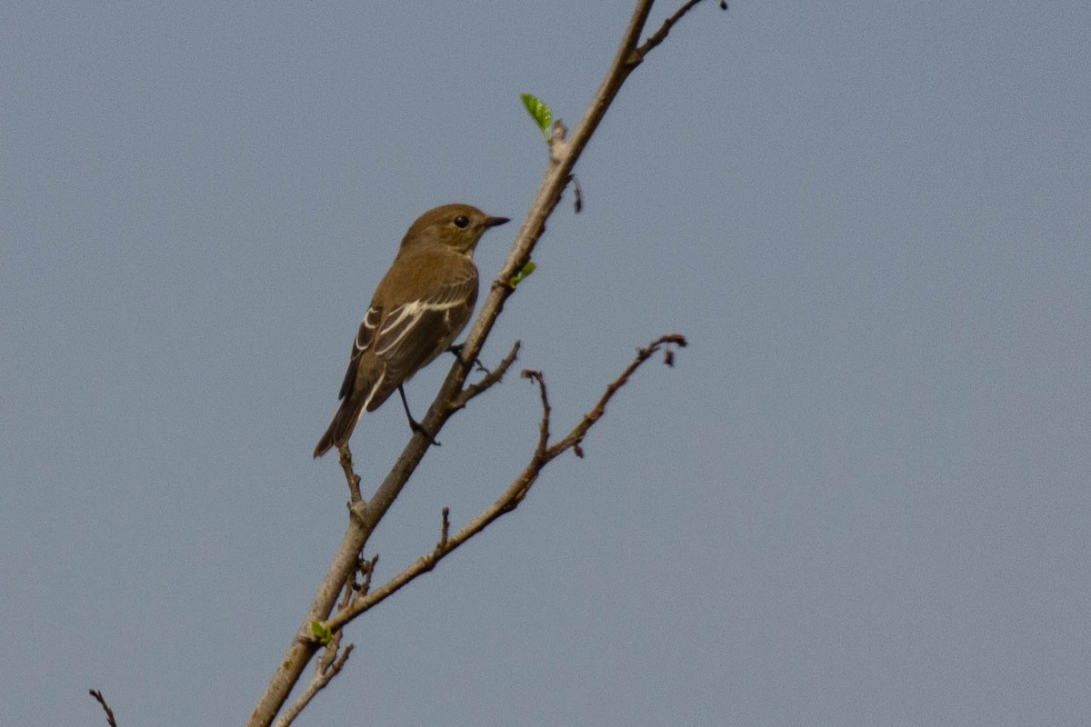 European Pied Flycatcher - ML507901391