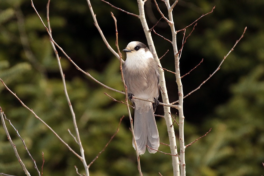 Canada Jay - ML507902411