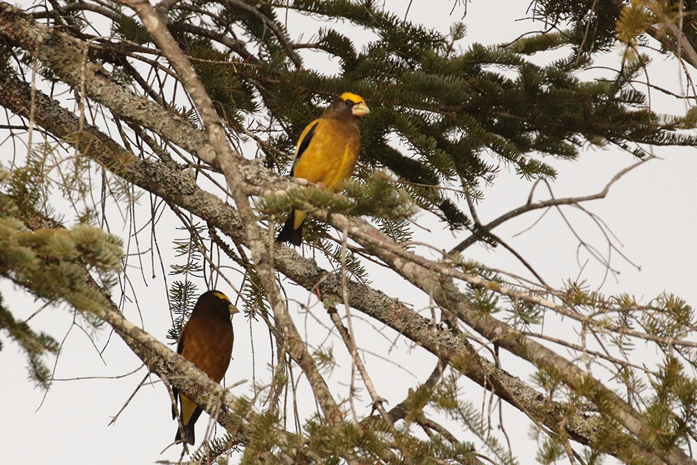 Evening Grosbeak - ML507902981