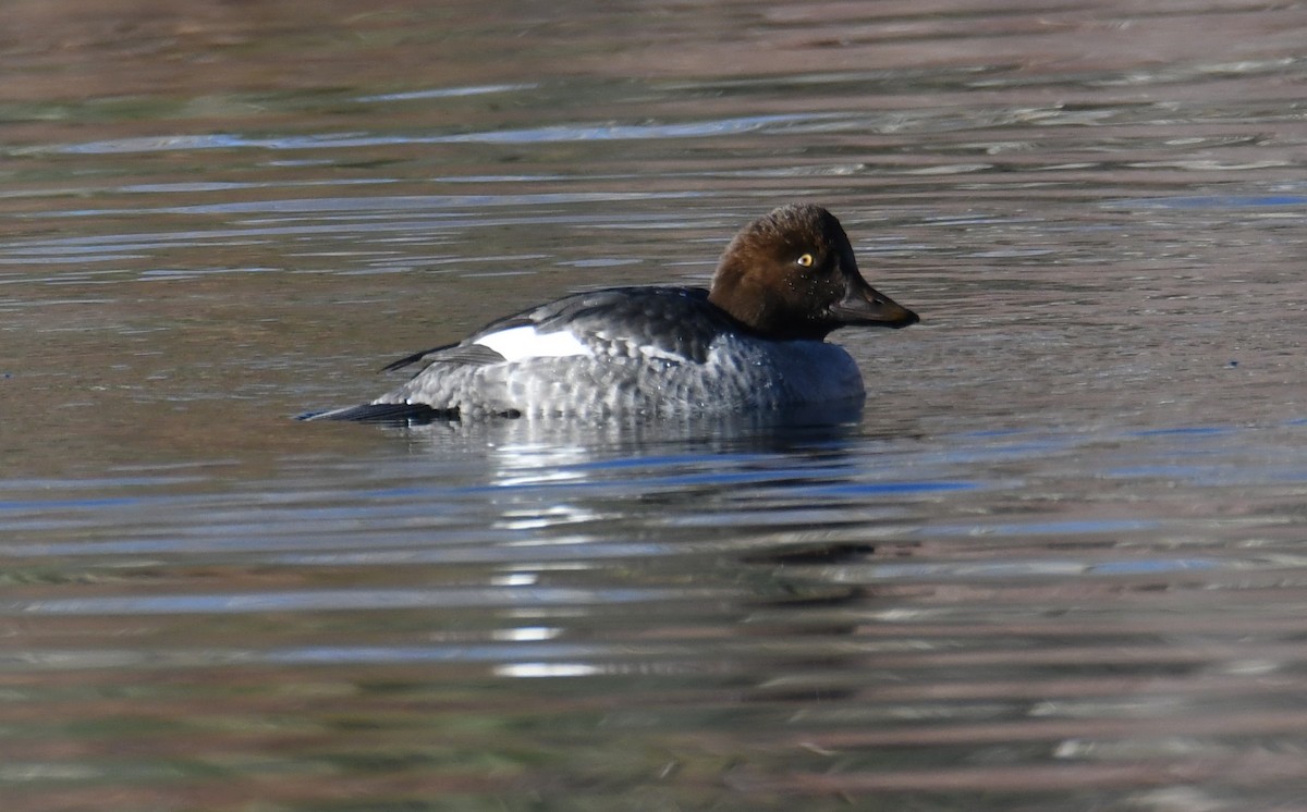 Common Goldeneye - Colin Dillingham