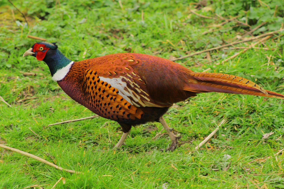 Ring-necked Pheasant - ML50790371