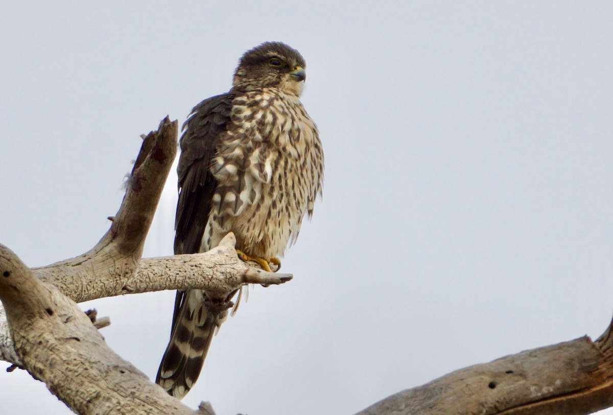 Merlin - Laura Sisitzky