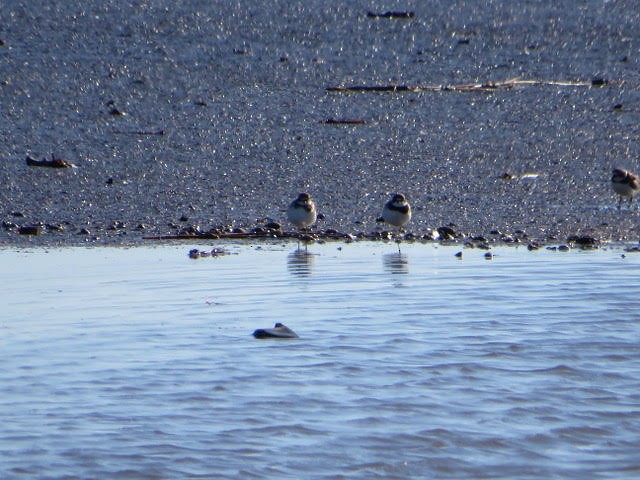 Semipalmated Plover - ML507904441
