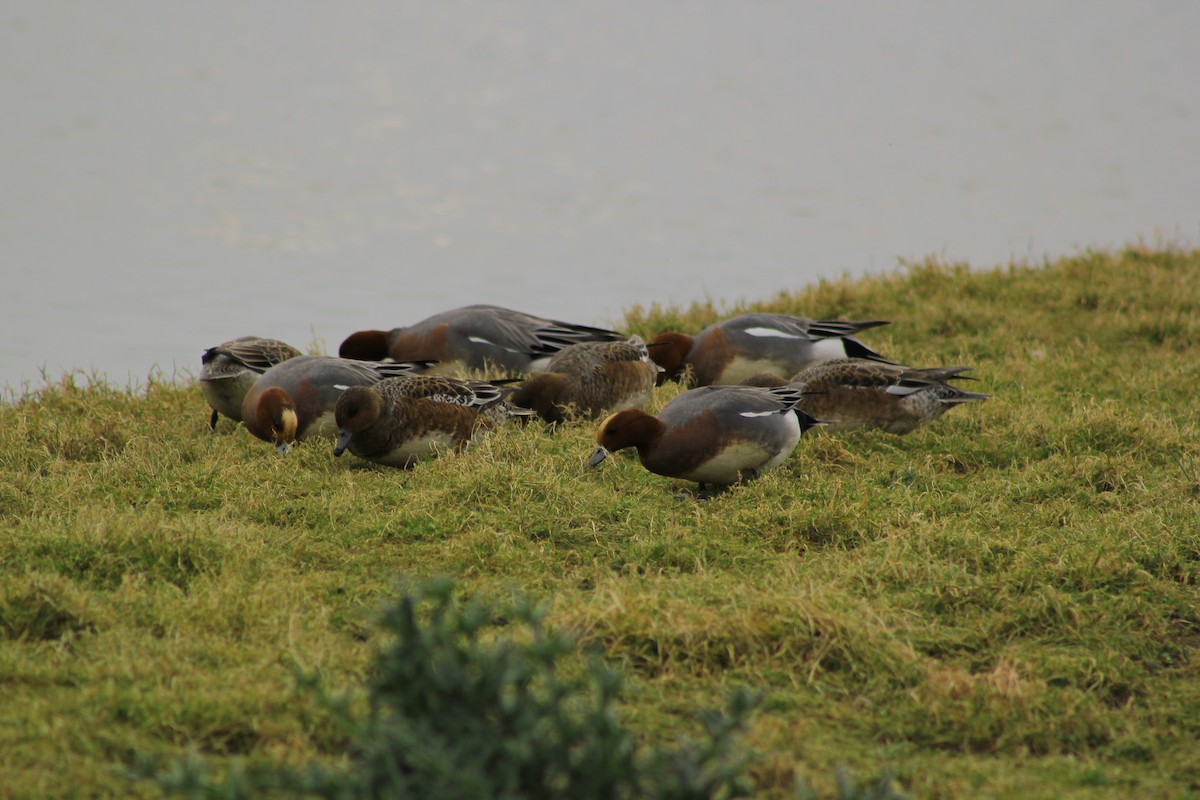 Eurasian Wigeon - ML50790491