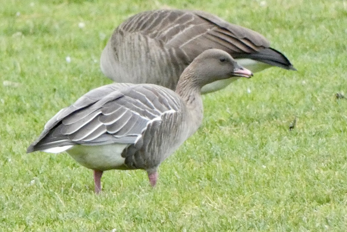 Pink-footed Goose - Keith Jaret Klein