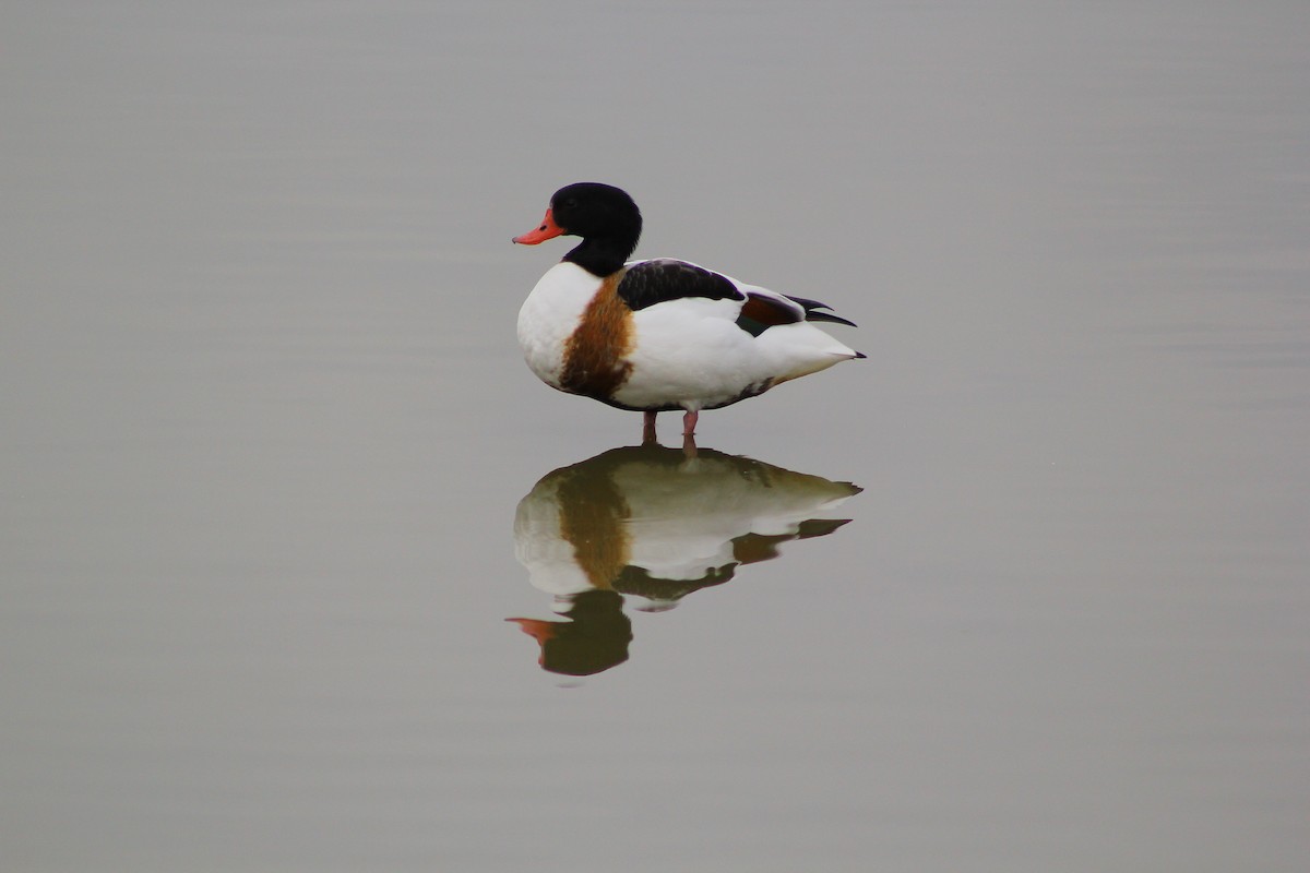 Common Shelduck - ML50790621