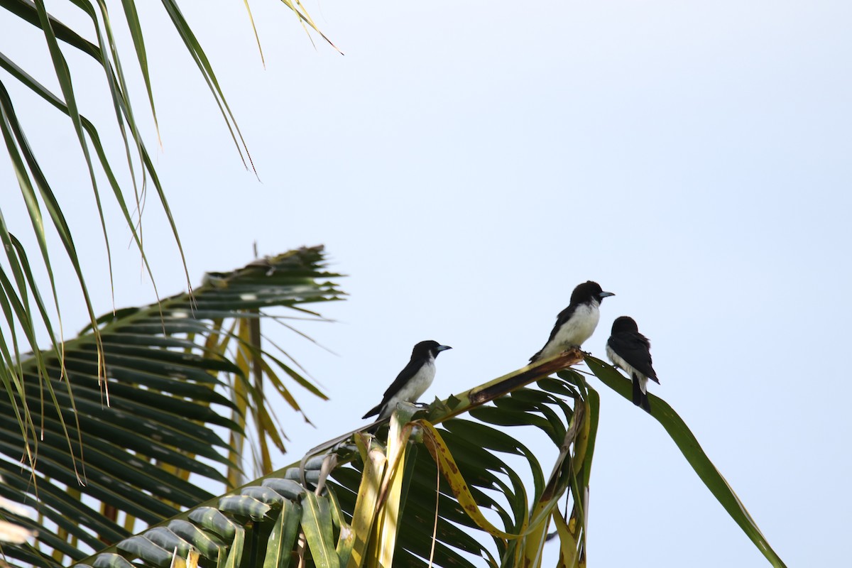Fiji Woodswallow - ML507906381