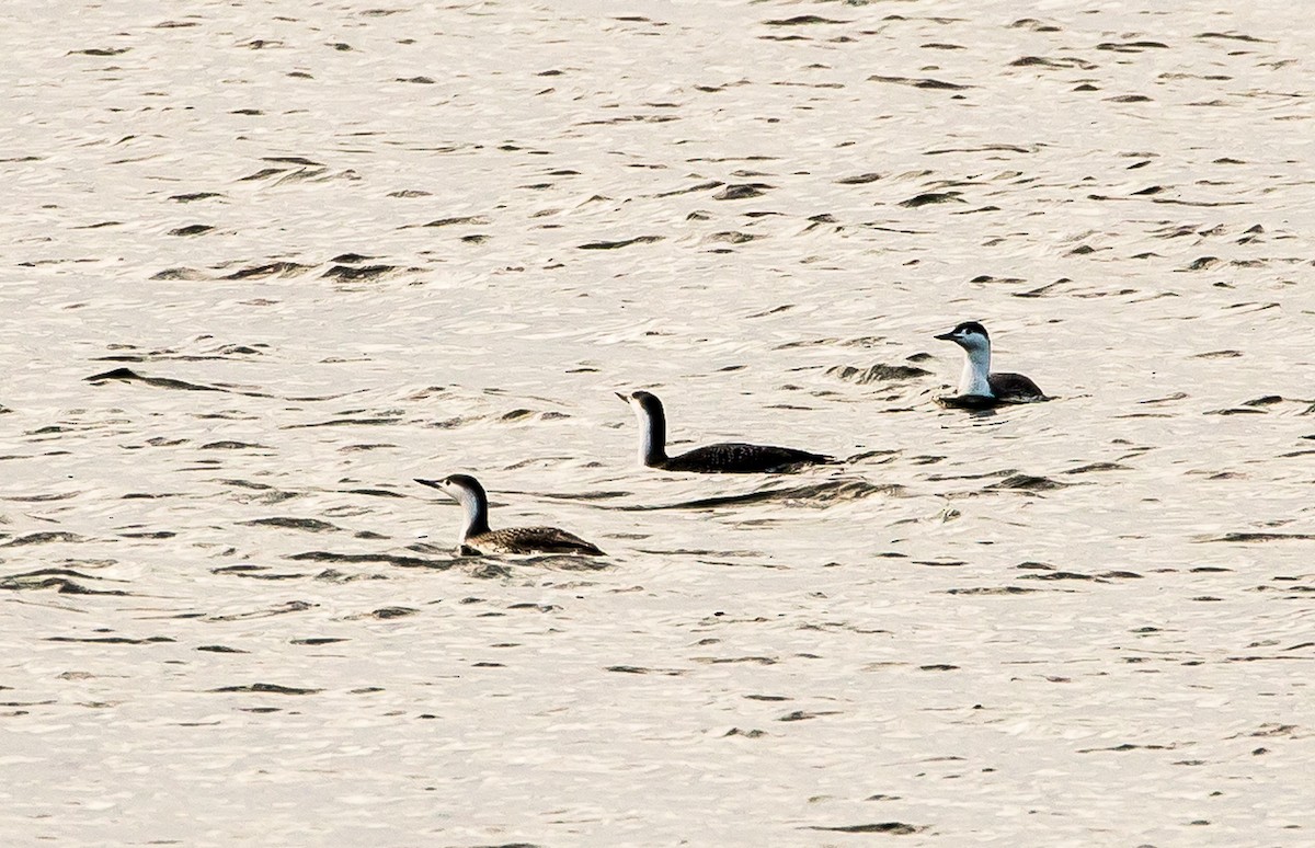 Red-throated Loon - ML507906601