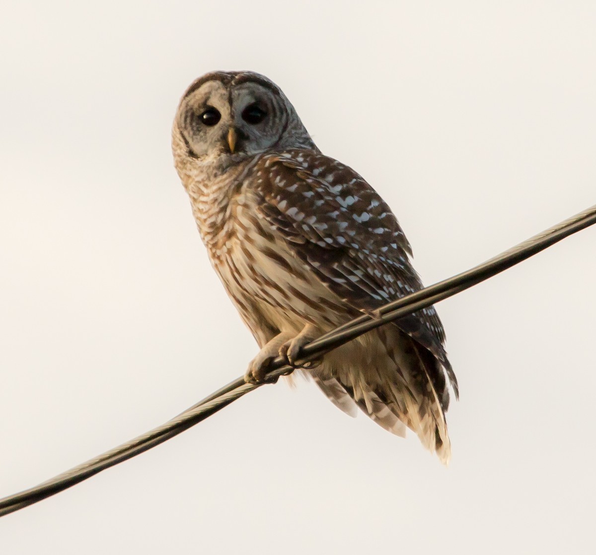 Barred Owl - ML507906791