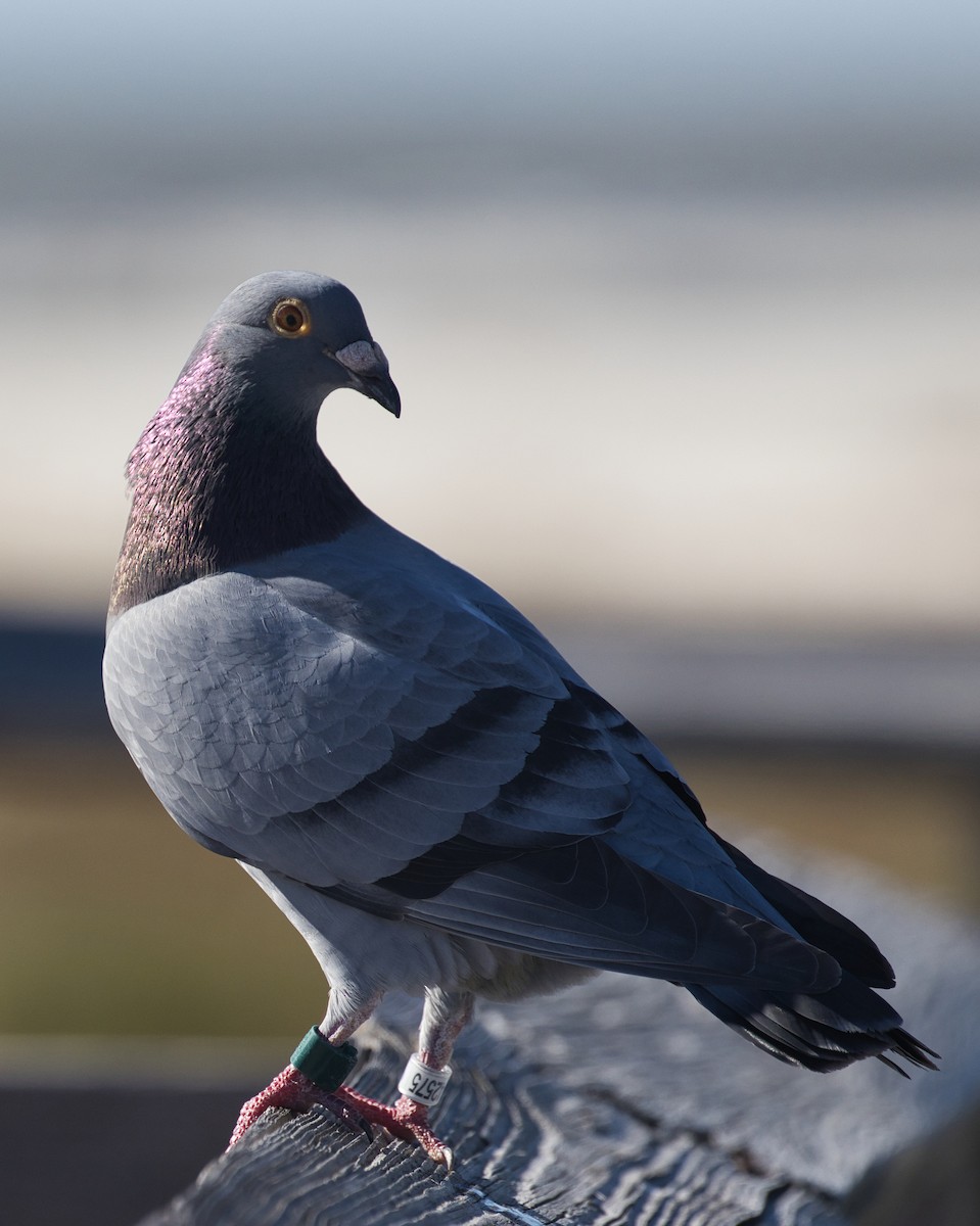 Rock Pigeon (Feral Pigeon) - ML507906841