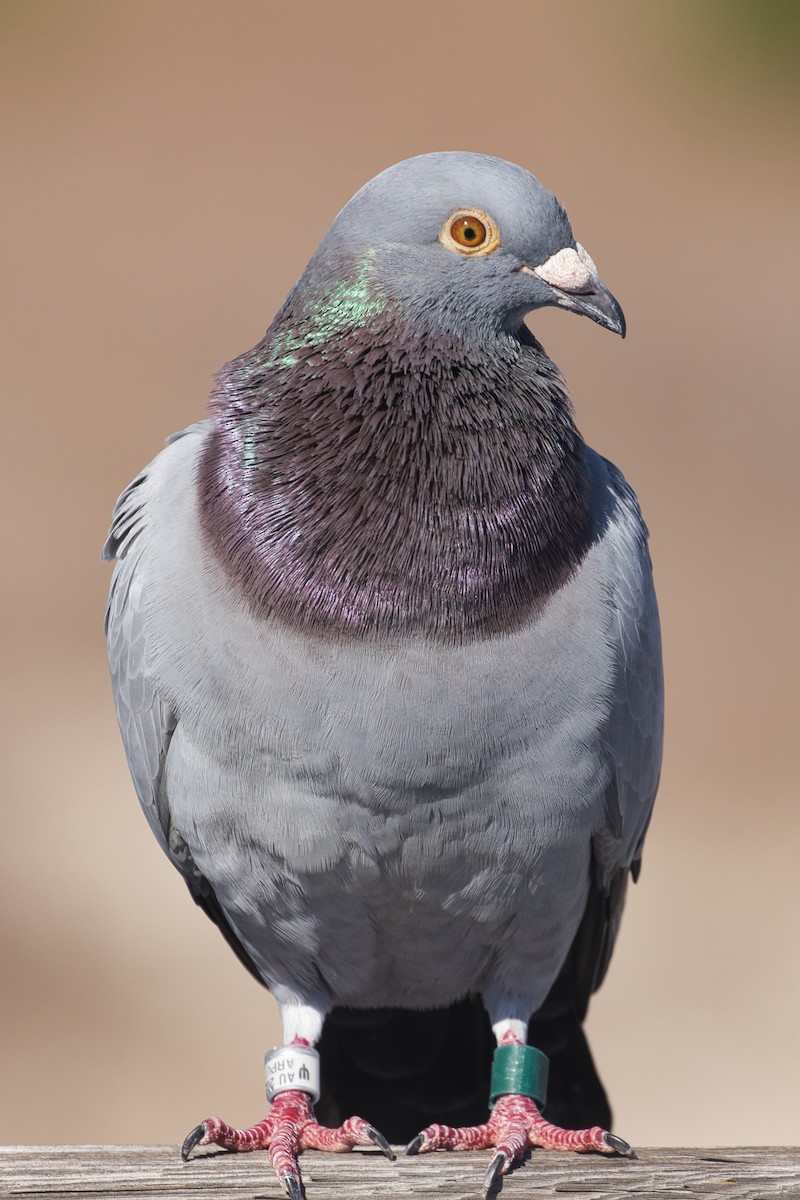 Rock Pigeon (Feral Pigeon) - ML507906861