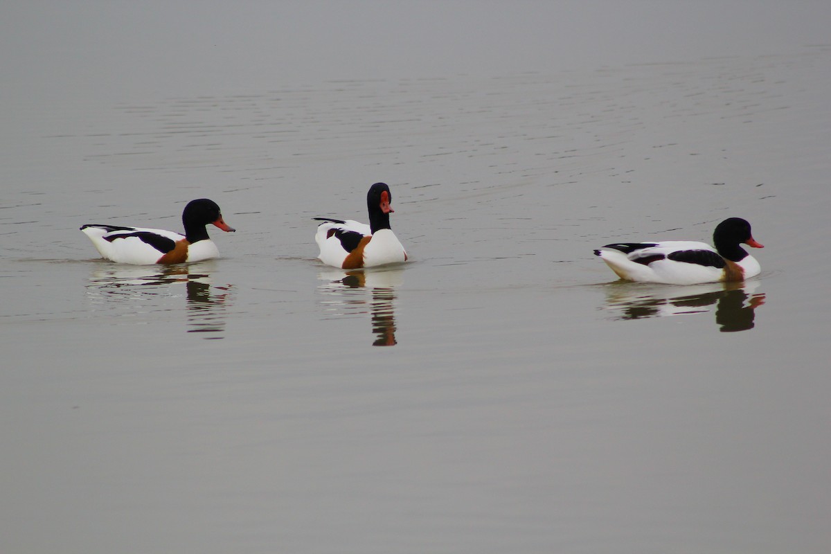 Common Shelduck - ML50790691