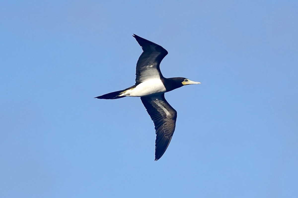 Brown Booby - ML507908241