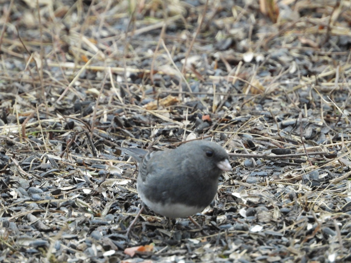 Dark-eyed Junco - ML507908721