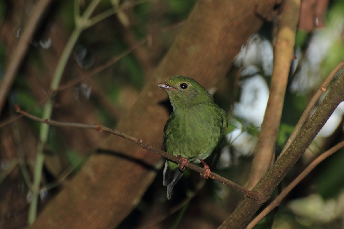 Swallow-tailed Manakin - ML507909021