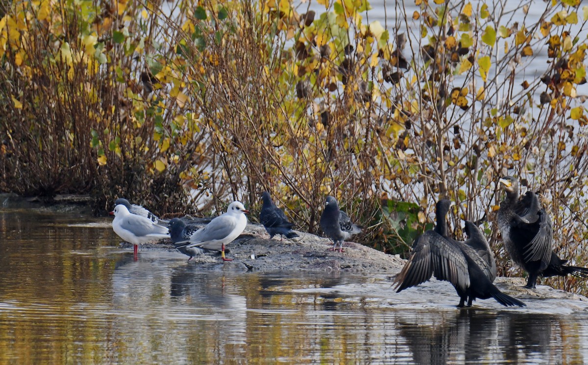 Black-headed Gull - ML507909421