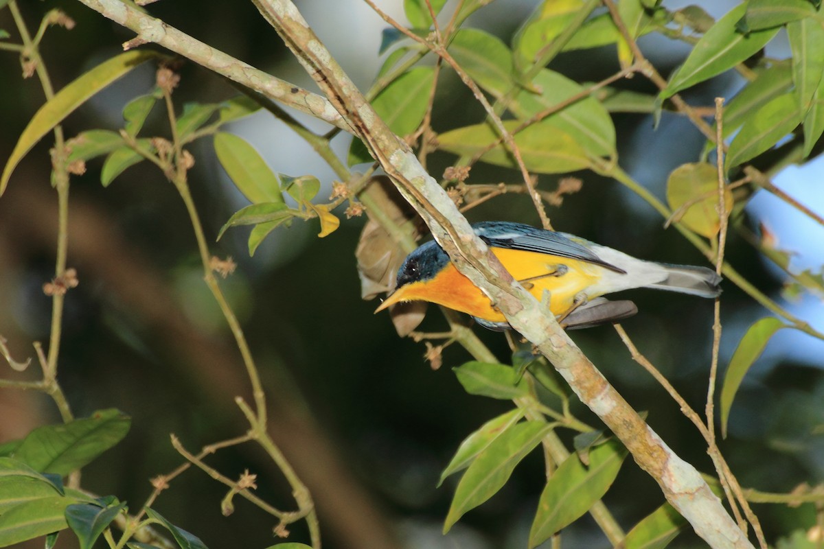 Tropical Parula - ML507909621