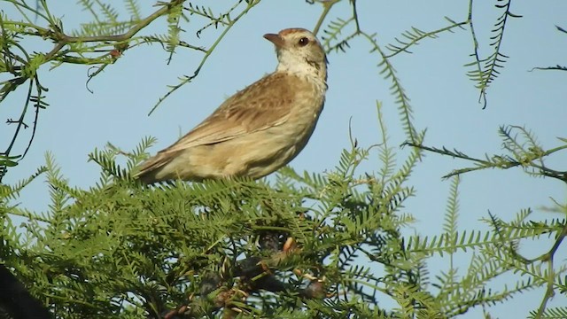 Annumbi fagoteur - ML507911001