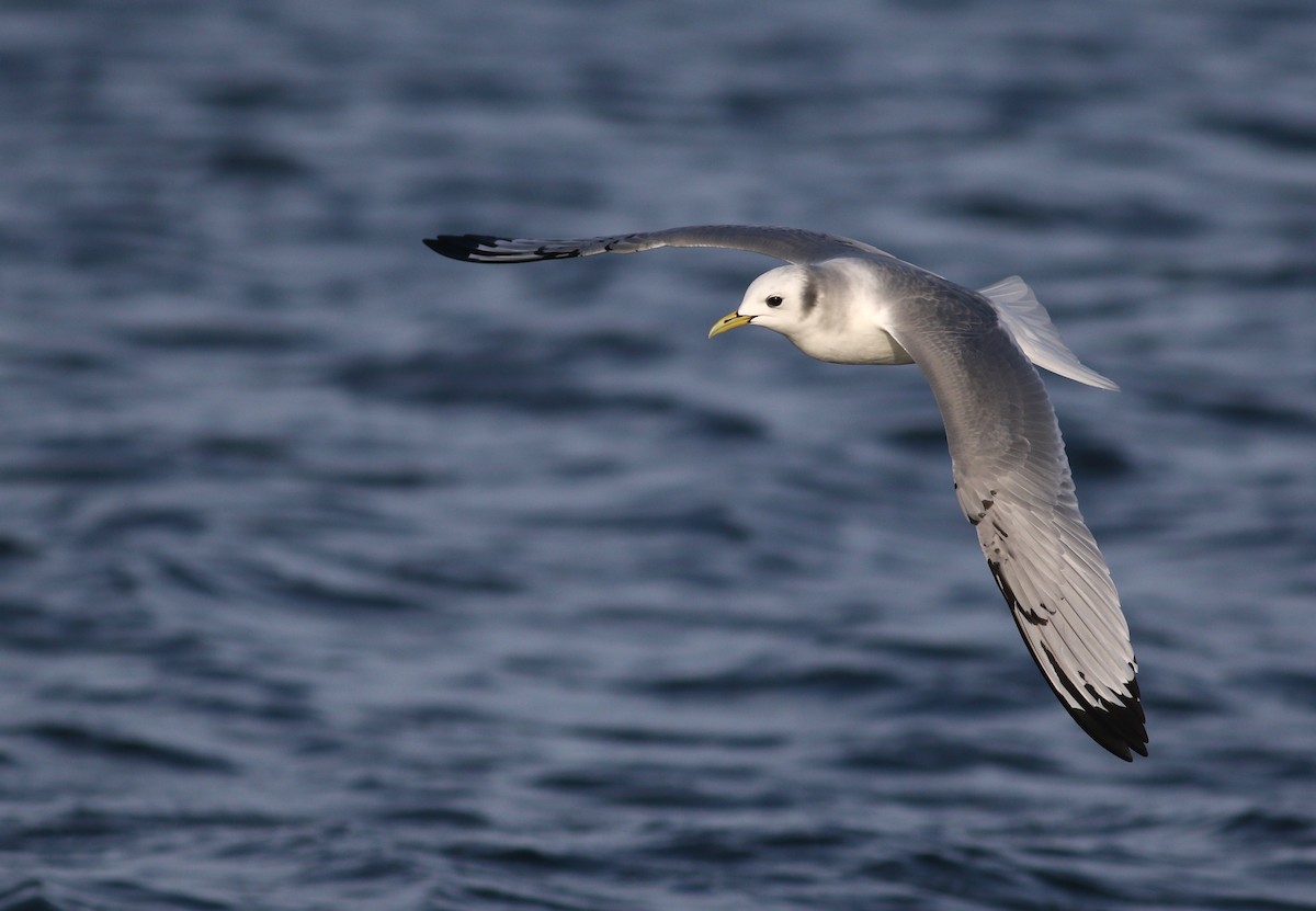 Mouette tridactyle - ML507912081