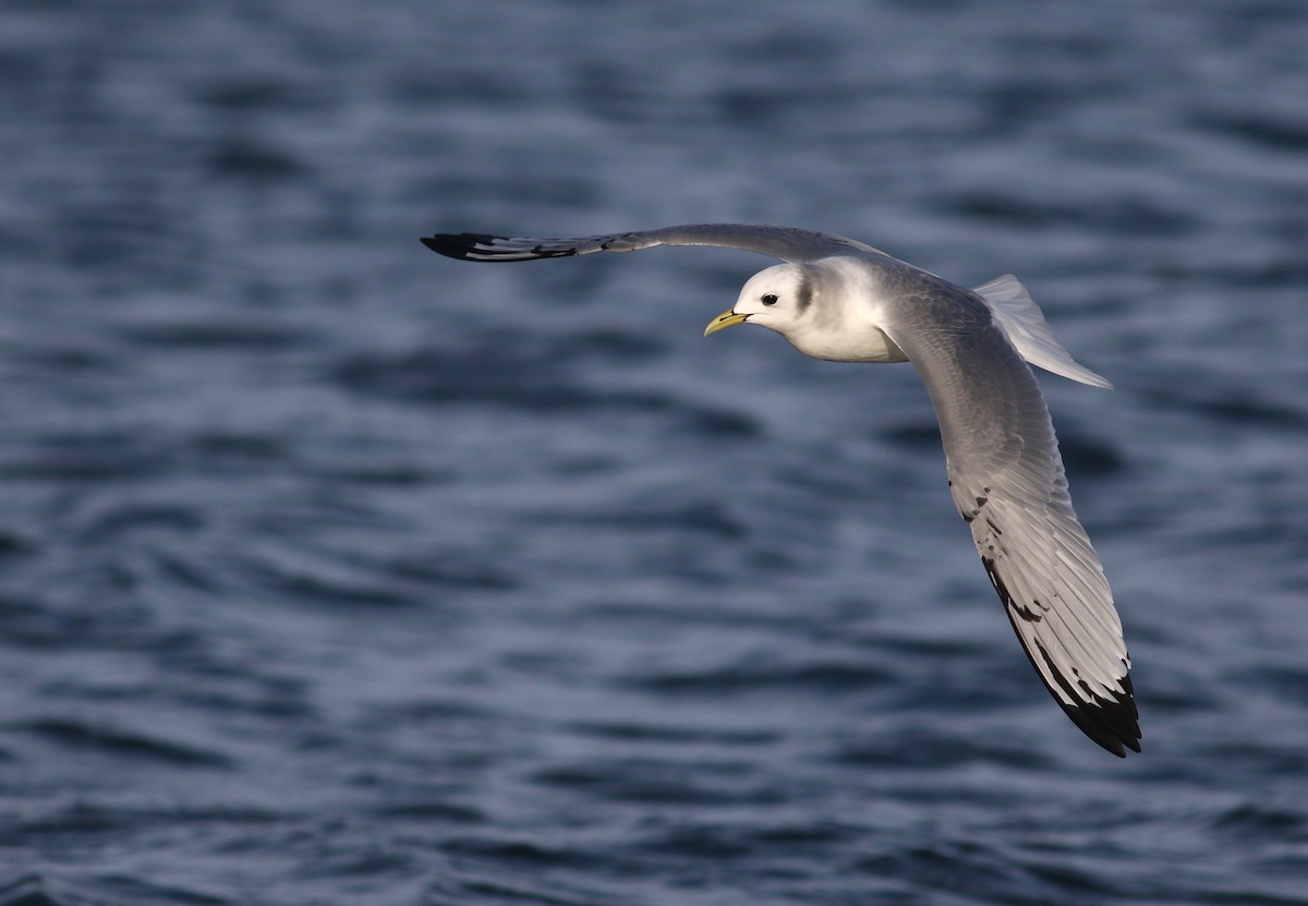 Black-legged Kittiwake - ML507912081