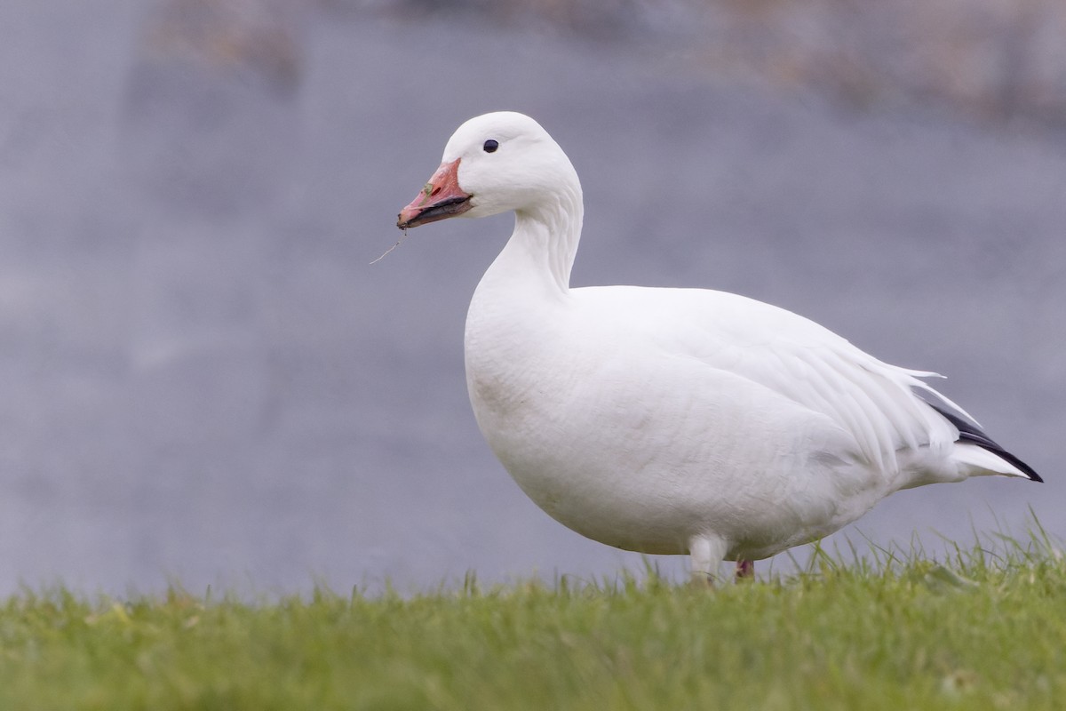 Snow Goose - Kyle Shay