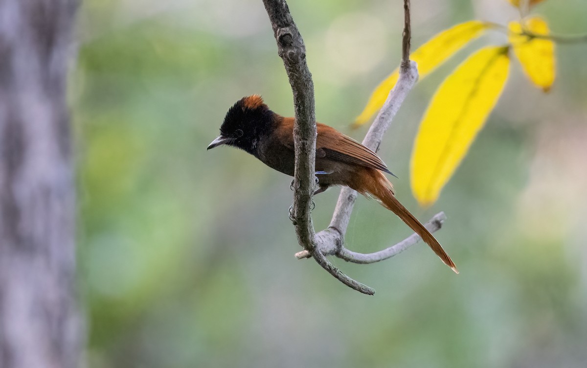 African Paradise-Flycatcher - Brian Small