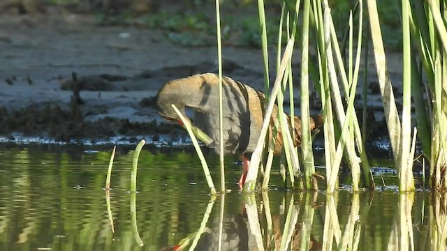 Plumbeous Rail - ML507913091