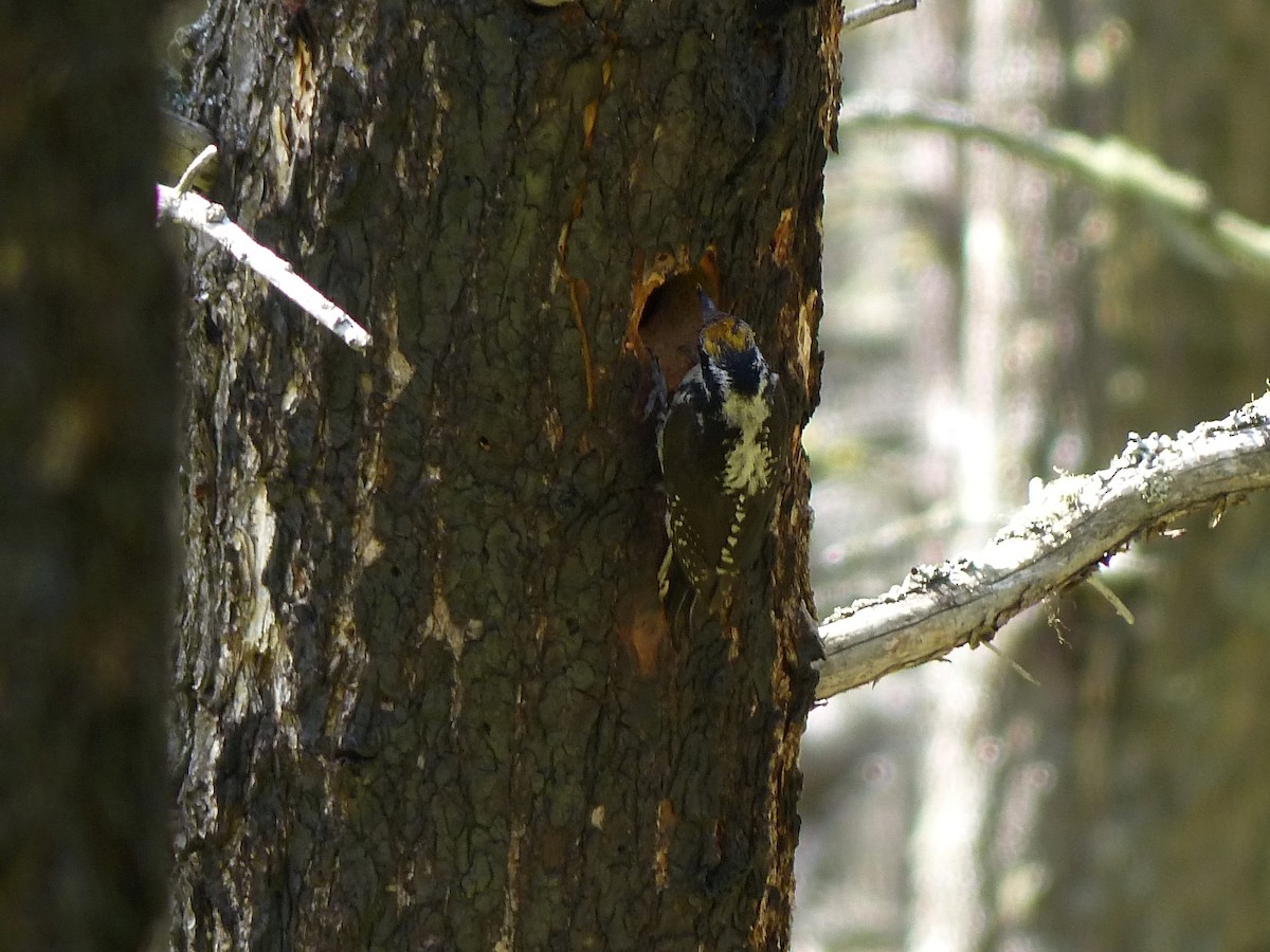 American Three-toed Woodpecker - ML507913521