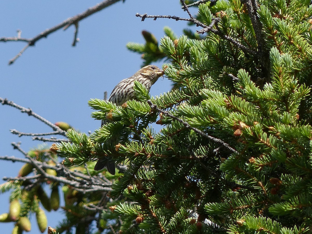 Cassin's Finch - ML507913641