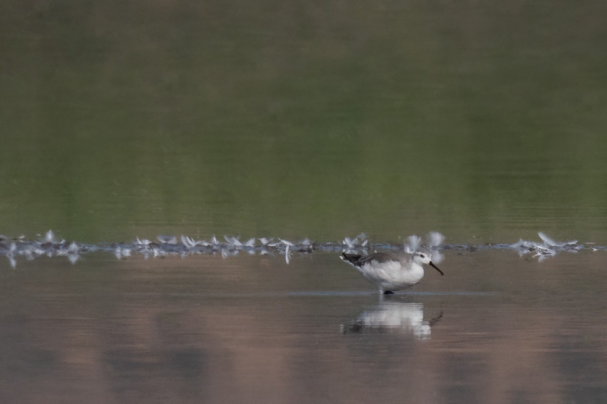 Wilson's Phalarope - ML507915691