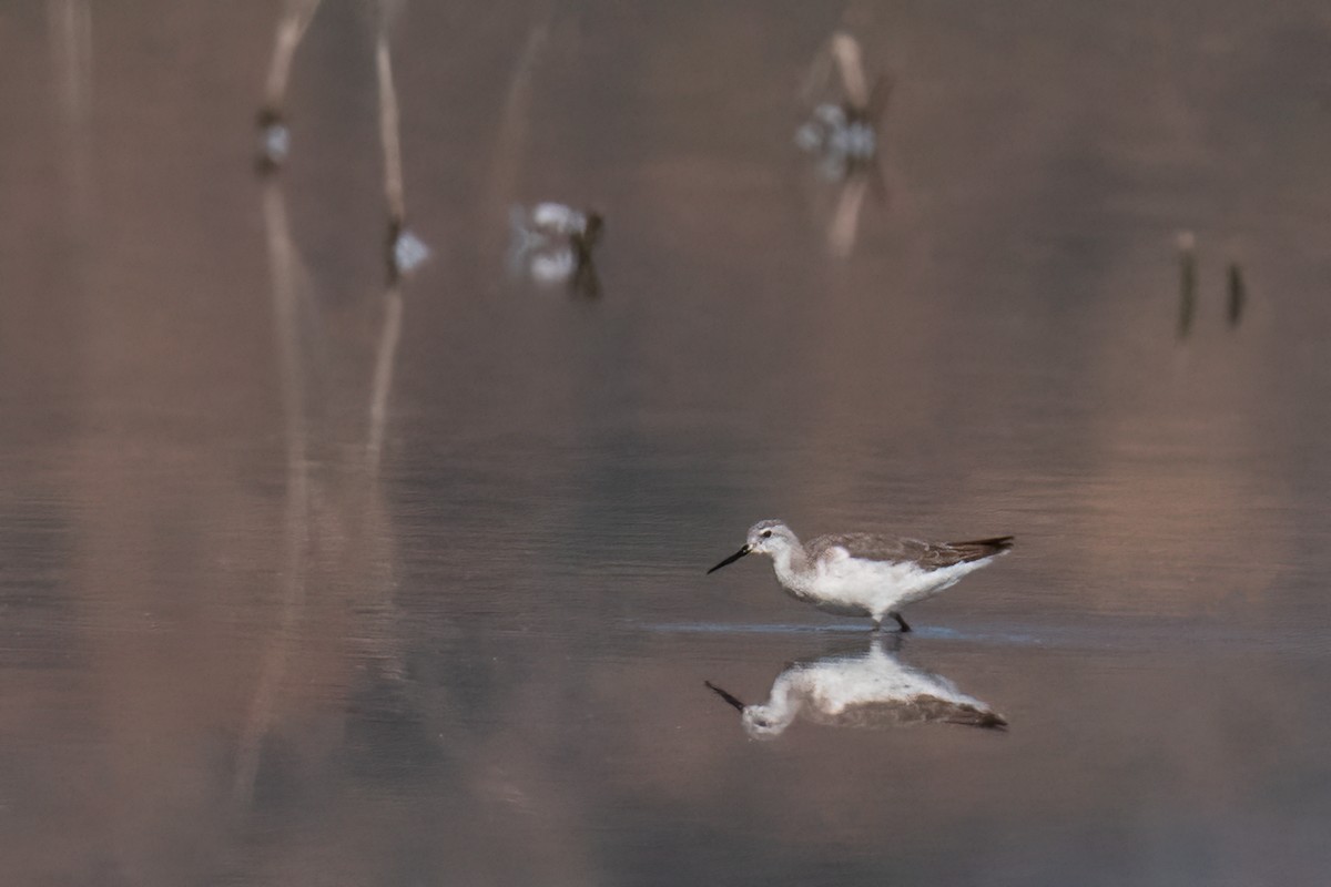 Wilson's Phalarope - ML507915701