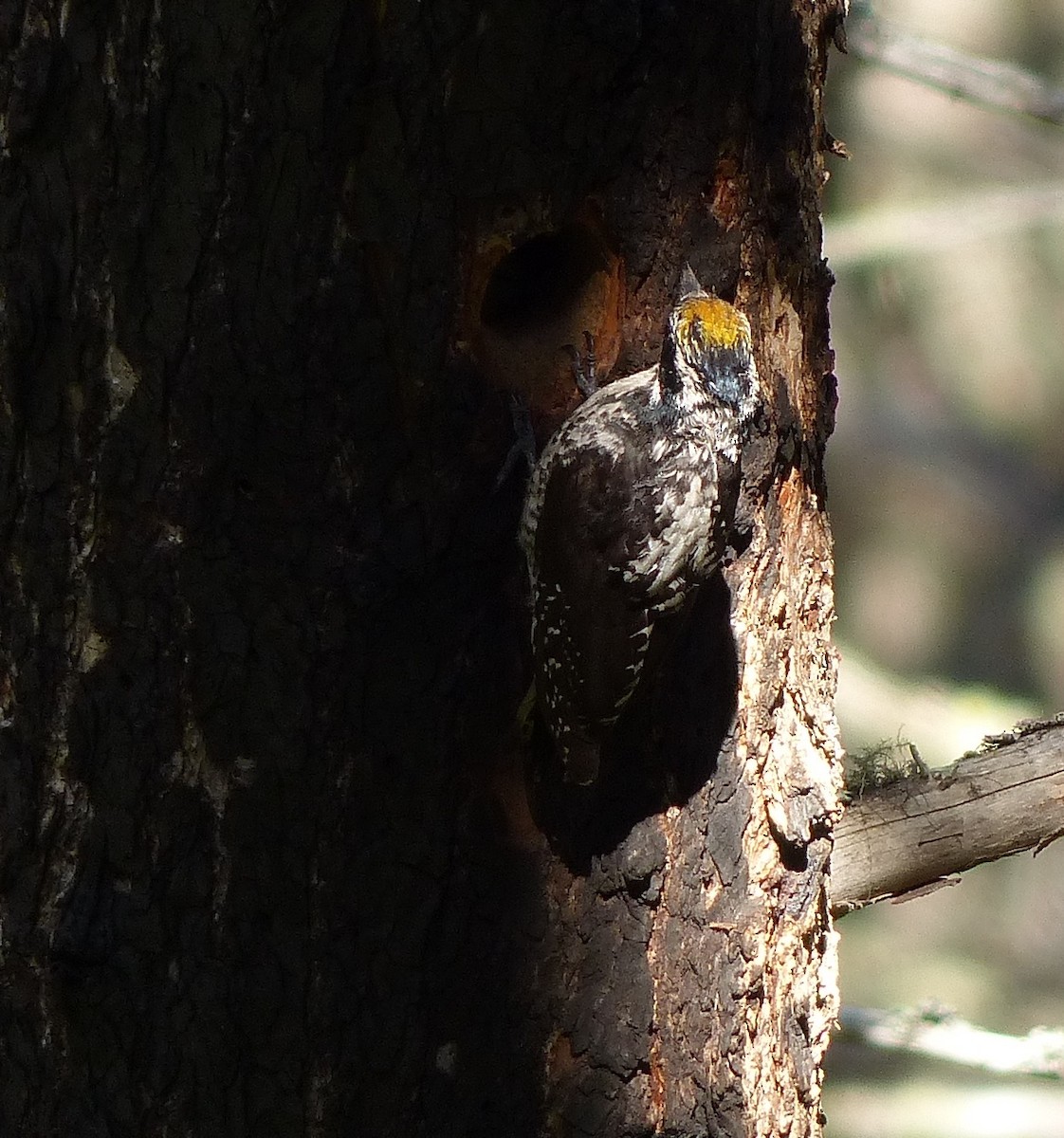 American Three-toed Woodpecker - ML507915871