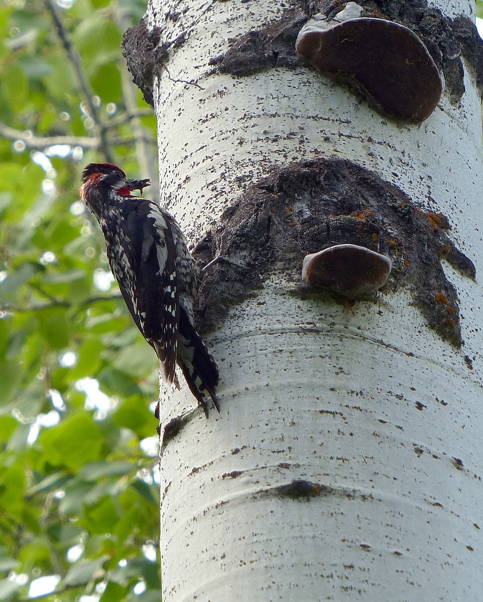 Red-naped Sapsucker - ML507916001