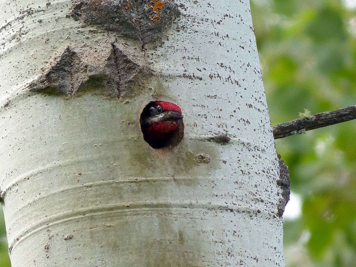 Red-naped Sapsucker - ML507916021