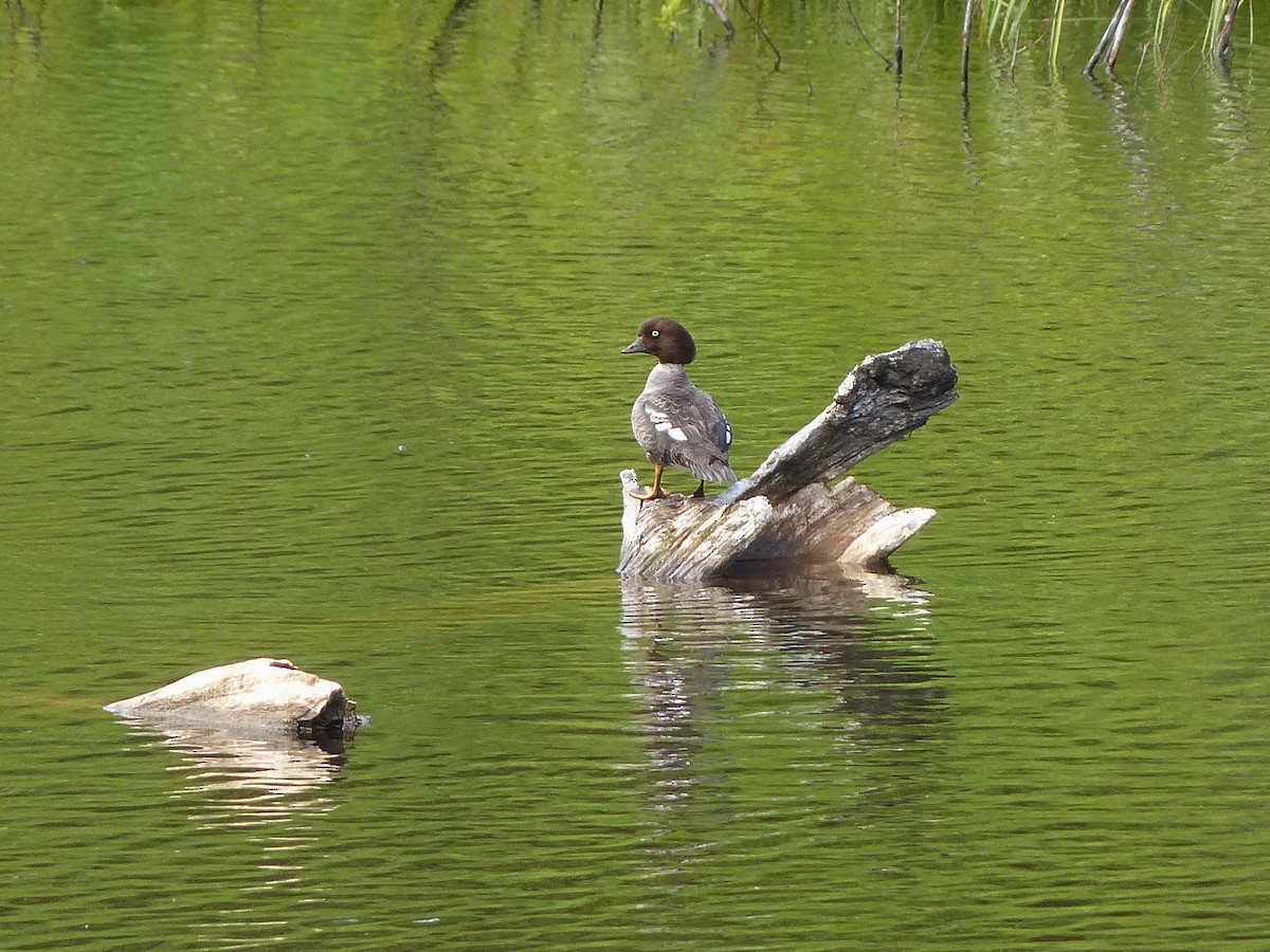 Common Goldeneye - ML507916141