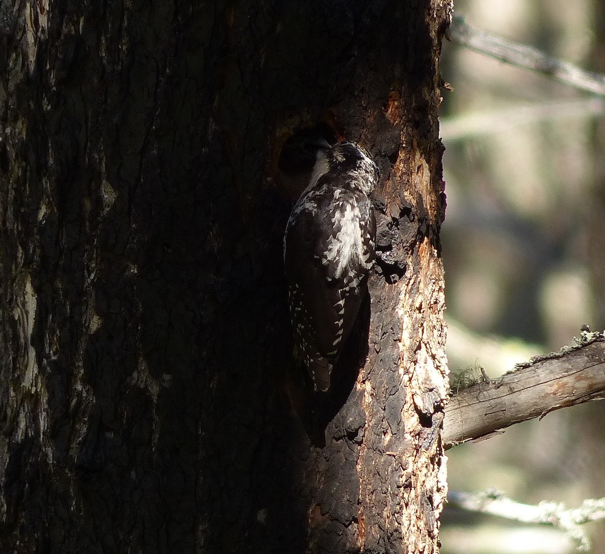 American Three-toed Woodpecker - ML507916401