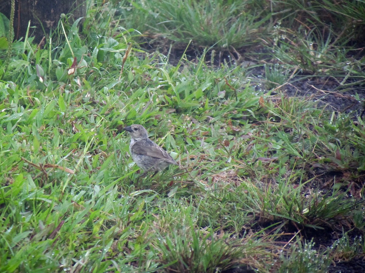 Woodpecker Finch - ML50791641